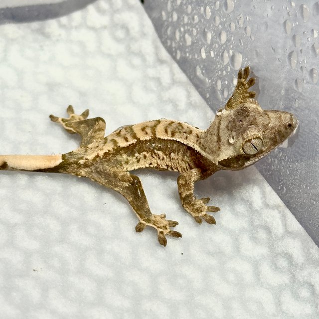 노멀 트라이 화이트스팟