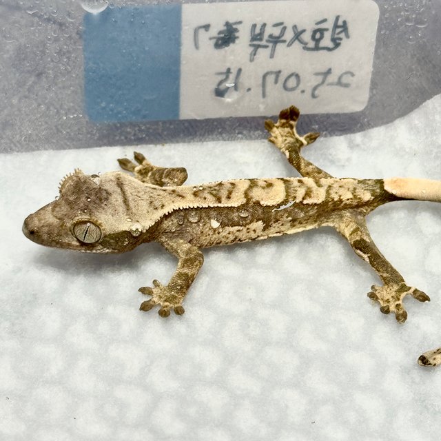 노멀 트라이 화이트스팟