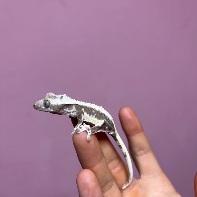 릴잔틱 아잔틱