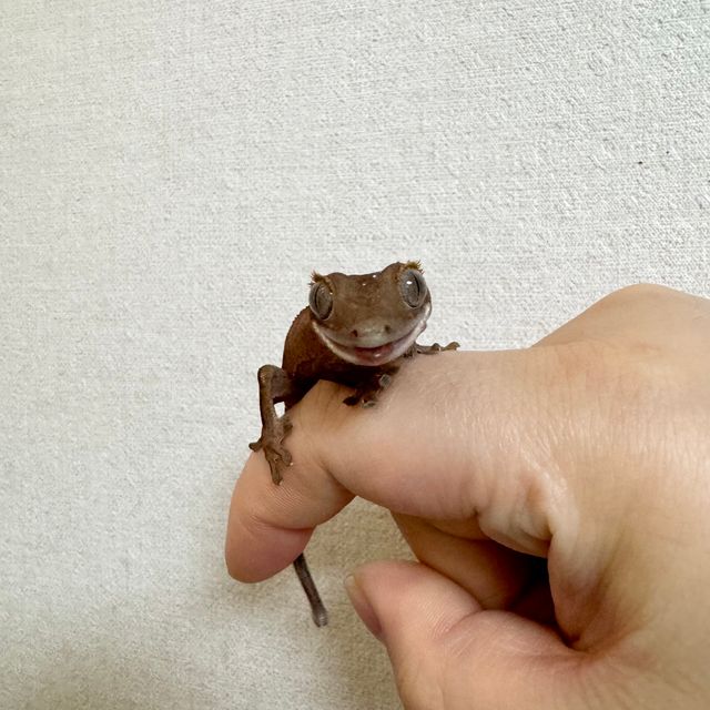 벅스킨 다크