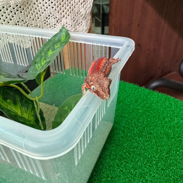 레드 스트라이프