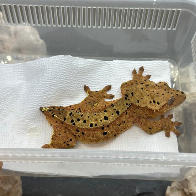 슈퍼달마시안 레드