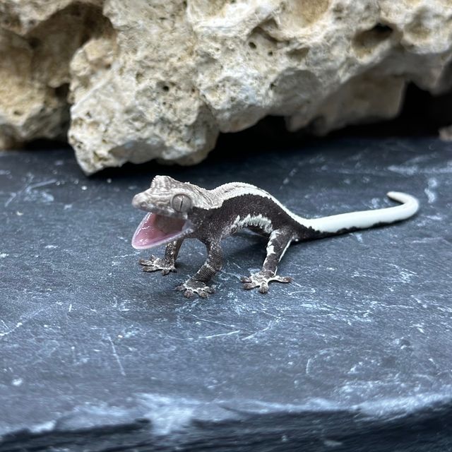 릴잔틱