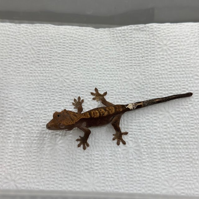 카푸치노 슈퍼달마시안