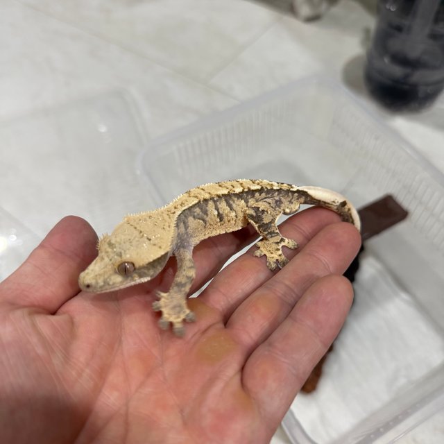 트라이 노멀 할리퀸 익스트림할리퀸 타이거 텐저린