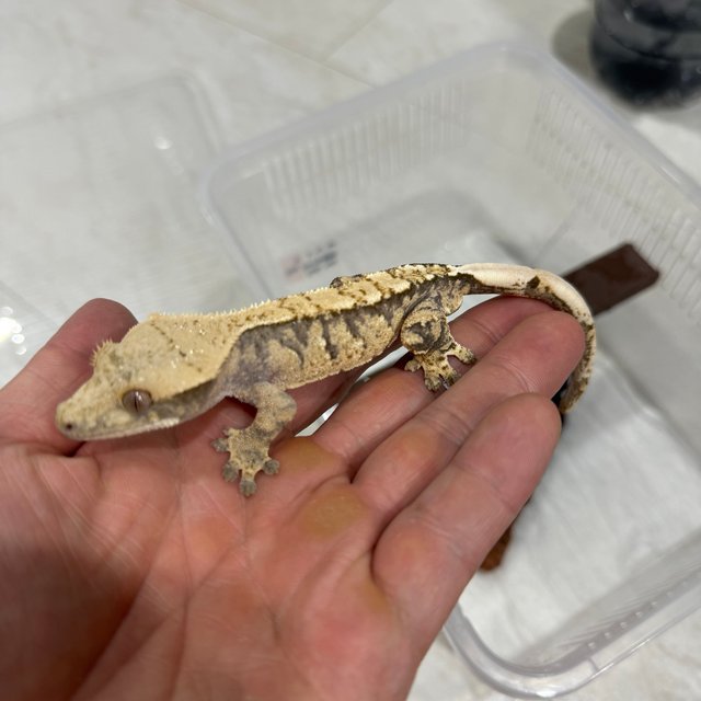 트라이 노멀 할리퀸 익스트림할리퀸 타이거 텐저린