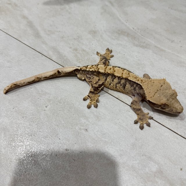 트라이 노멀 할리퀸 익스트림할리퀸 타이거 텐저린