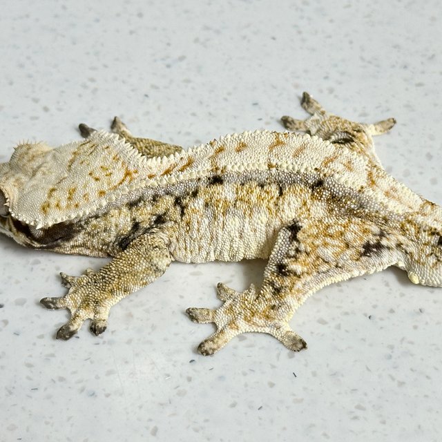 노멀 트라이 드리피 익스트림할리퀸 화이트스팟