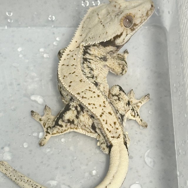 노멀 쿼드 풀핀