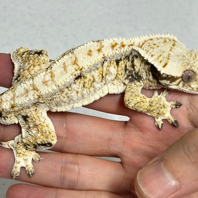 노멀 트라이 드리피 익스트림할리퀸 화이트스팟