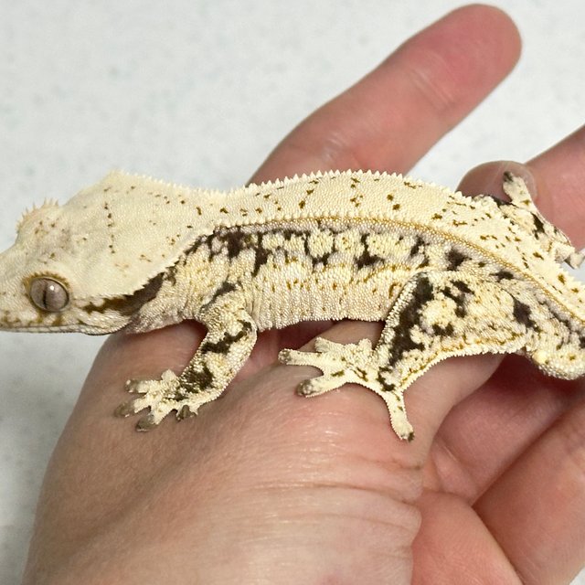 노멀 쿼드 풀핀