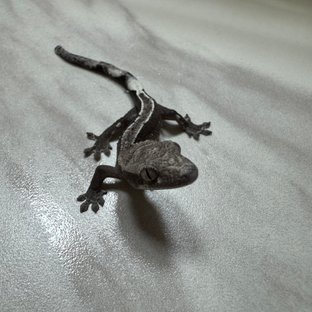 아잔틱