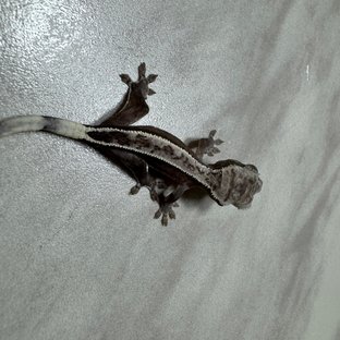 아잔틱