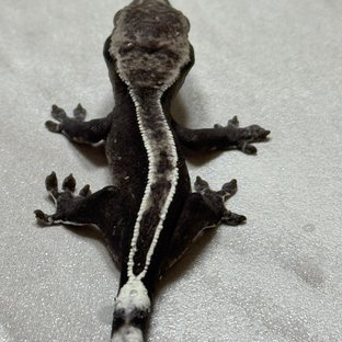 아잔틱