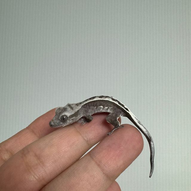 아잔틱
