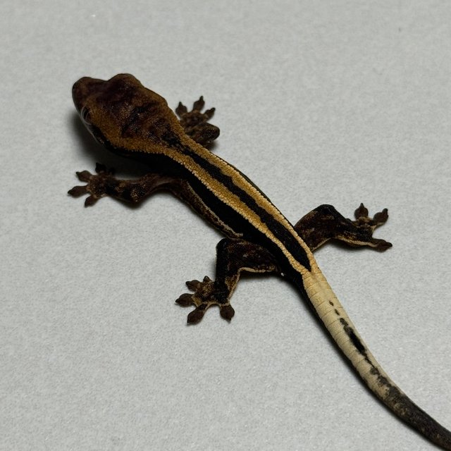 슈퍼스트라이프