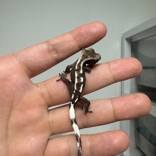 아잔틱