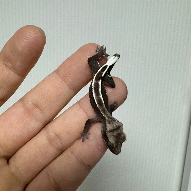 아잔틱