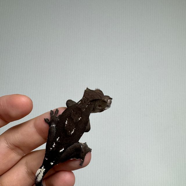 아잔틱