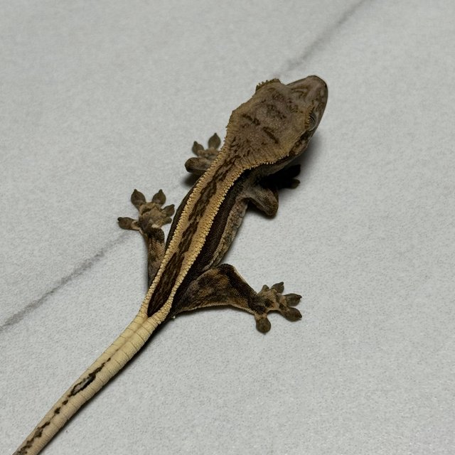 슈퍼스트라이프