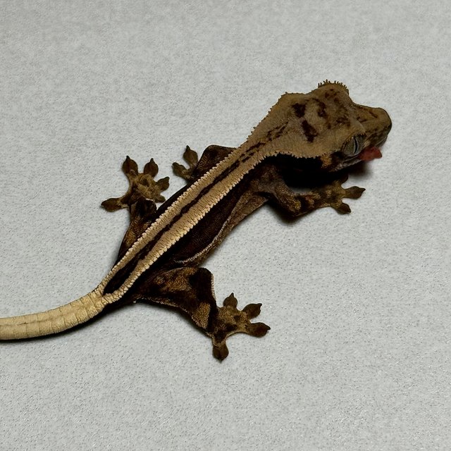 슈퍼스트라이프