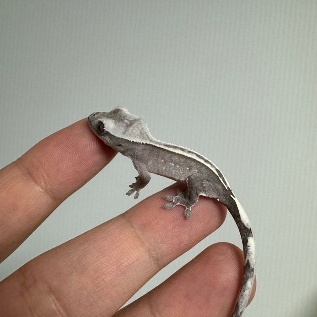 아잔틱