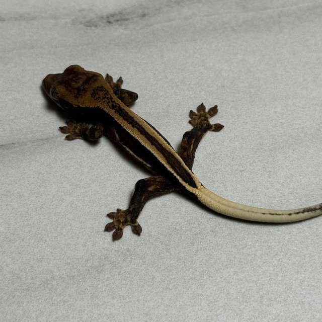 슈퍼스트라이프