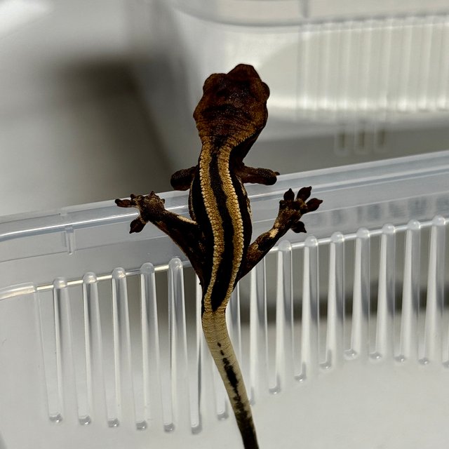 슈퍼스트라이프