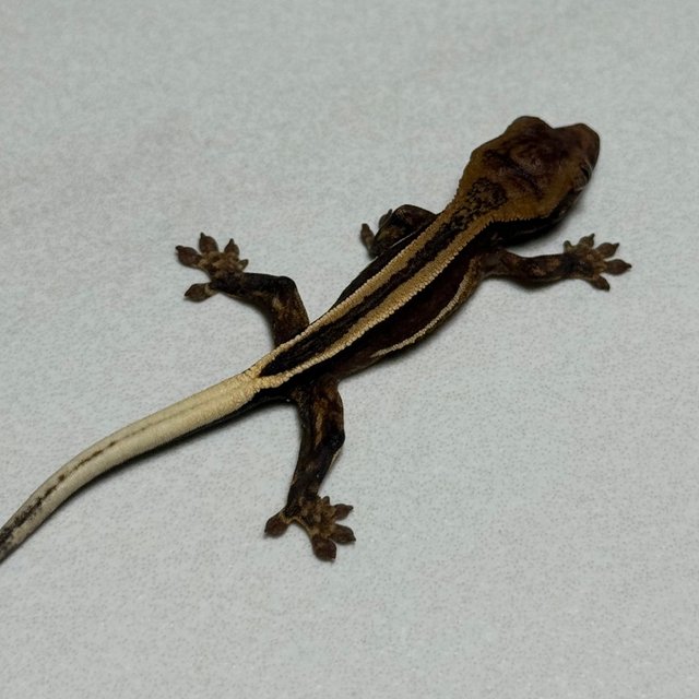 슈퍼스트라이프