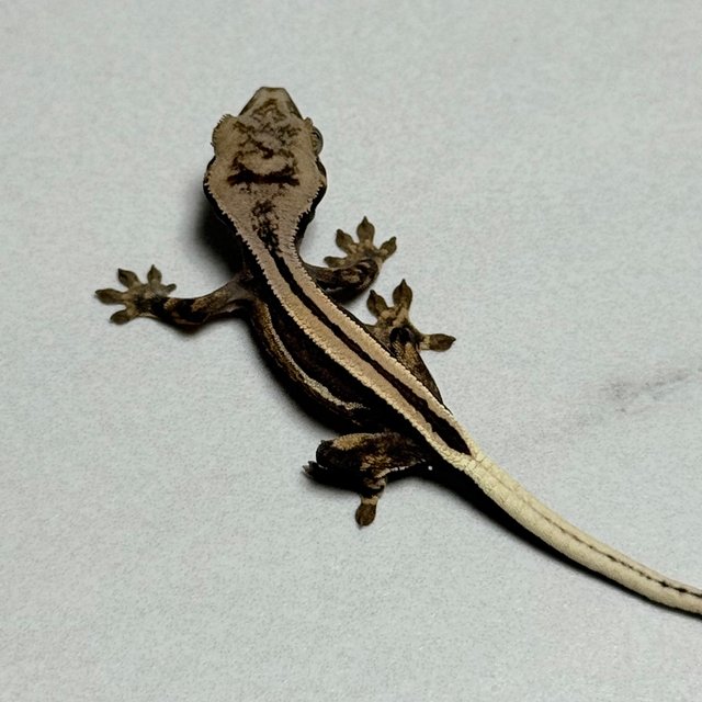 슈퍼스트라이프