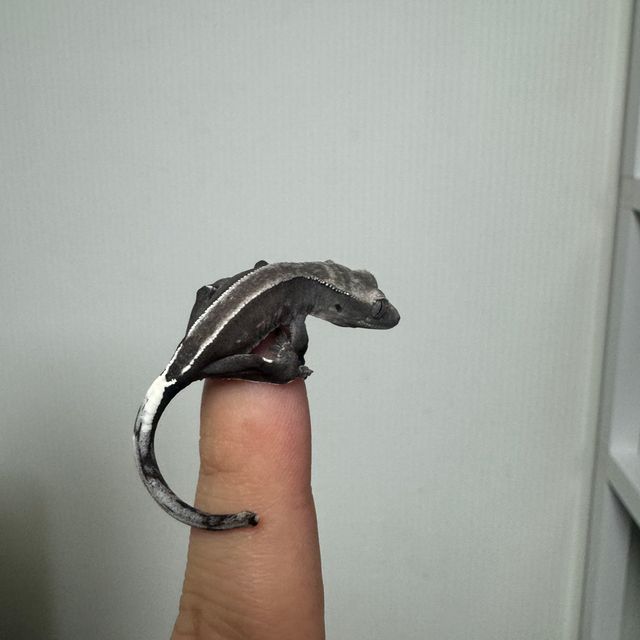아잔틱