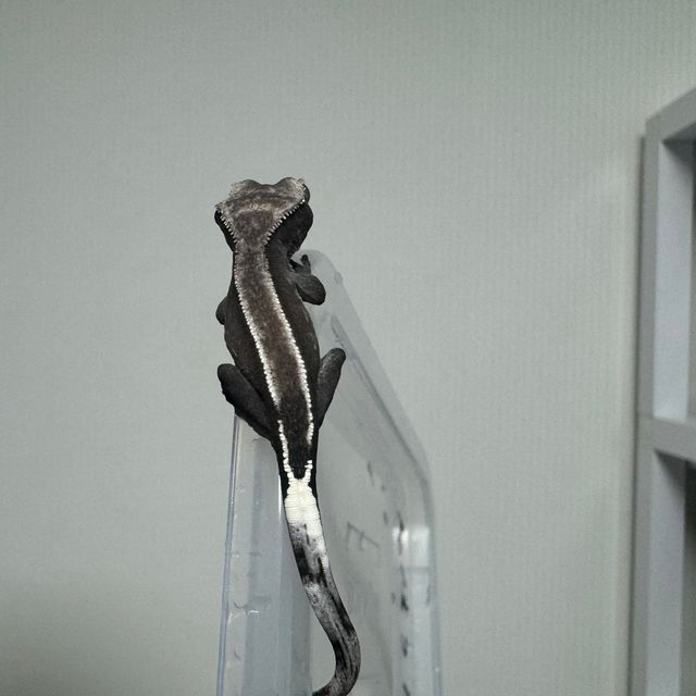 아잔틱