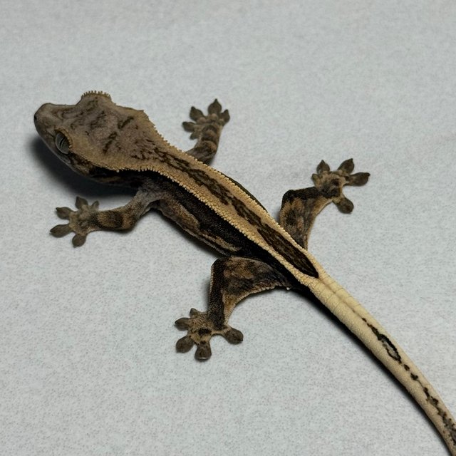 슈퍼스트라이프