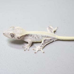 Lilly White Solid Back Drippy