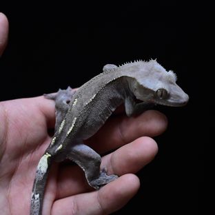 아잔틱