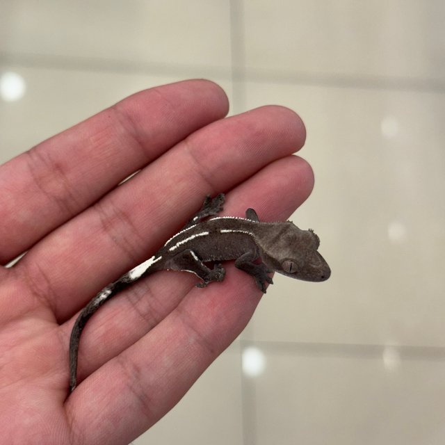 아잔틱 핀스트라이프