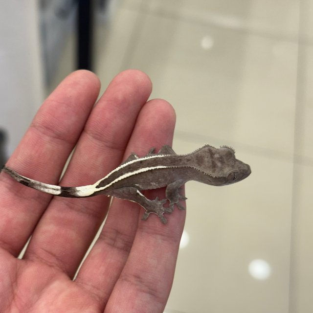 아잔틱 핀스트라이프