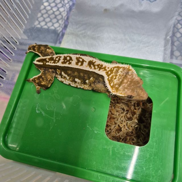 노멀