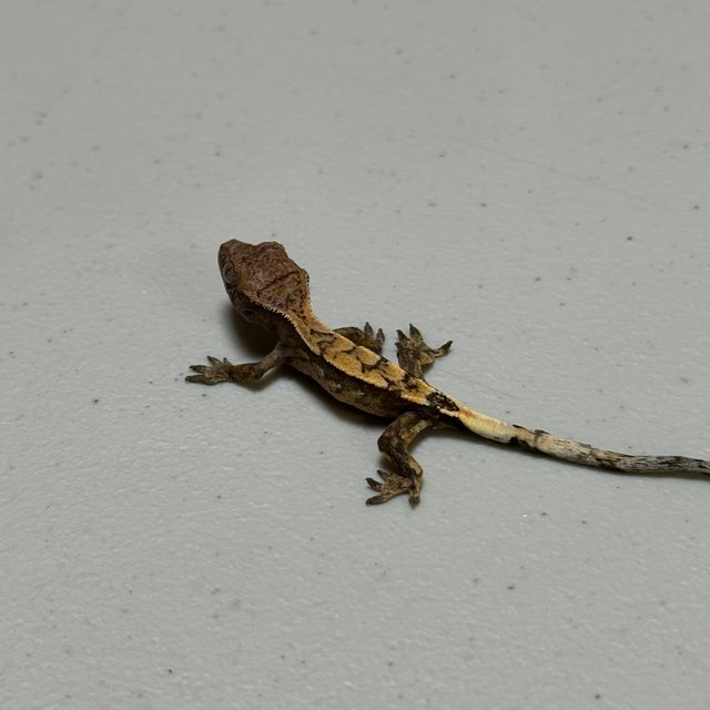 세이블