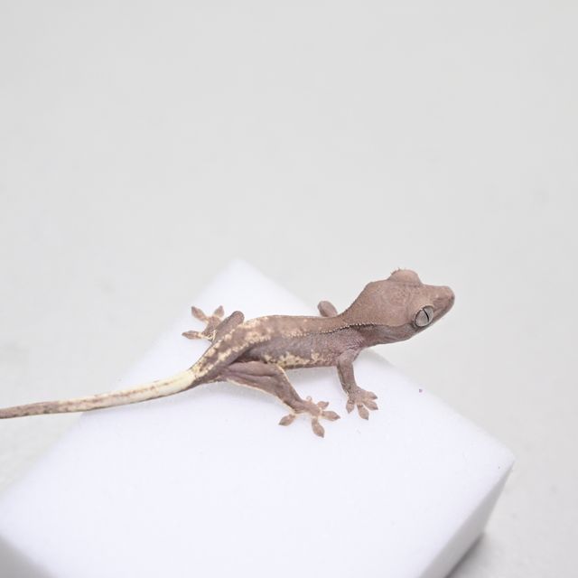 릴리 세이블 팬텀