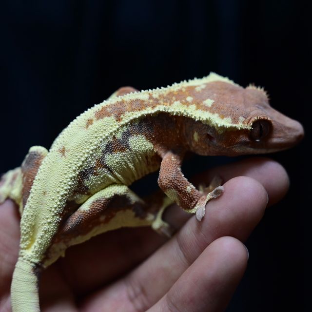 프라푸치노