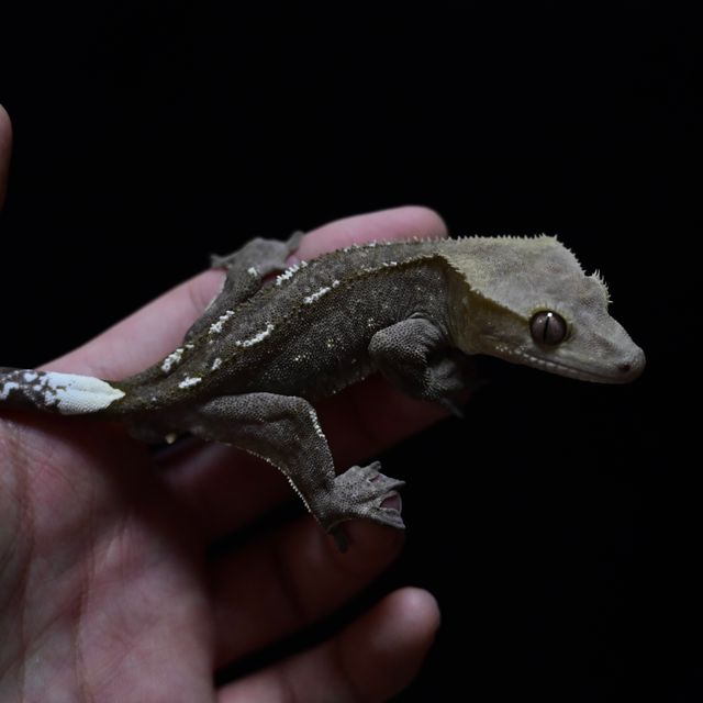 아잔틱