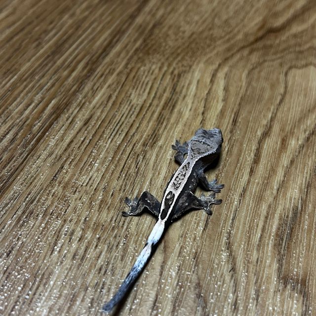 세이블