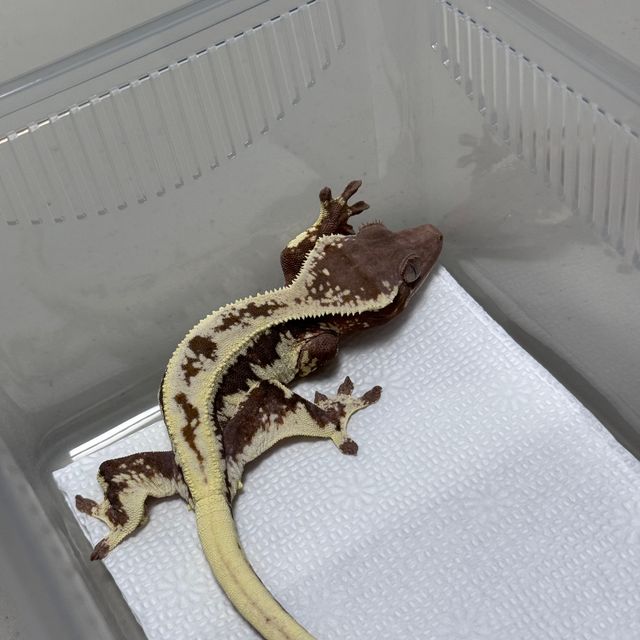 릴리 세이블