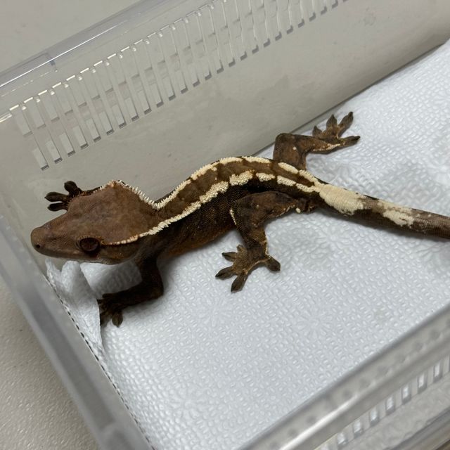 세이블