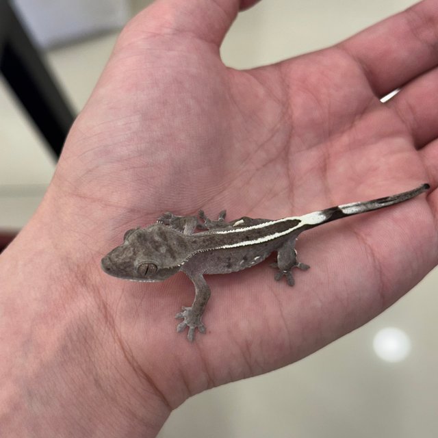 아잔틱 핀스트라이프