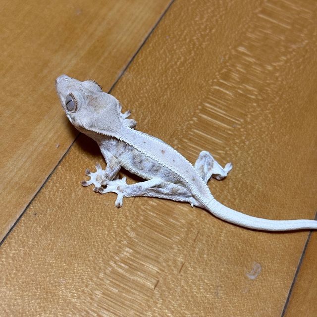 릴리화이트