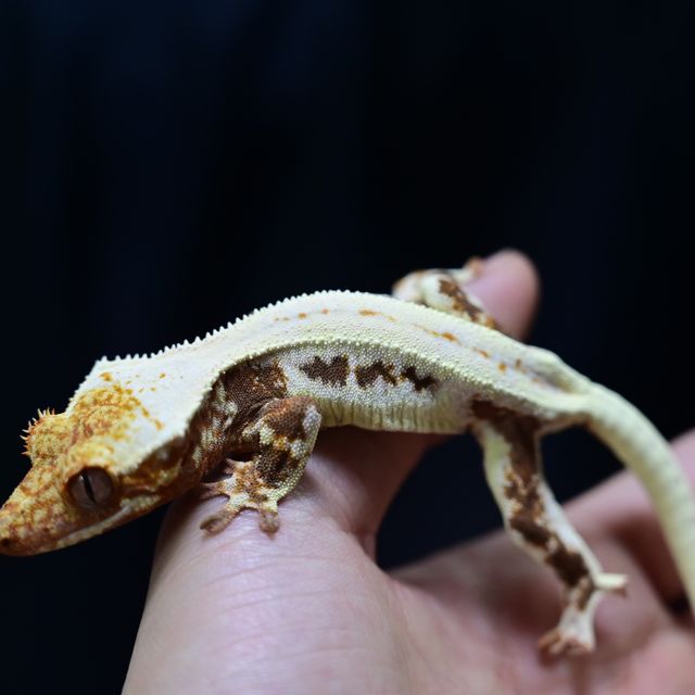 프라푸치노