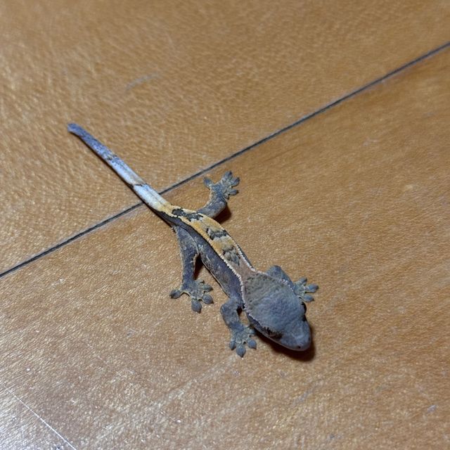 세이블