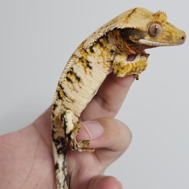 트라이
